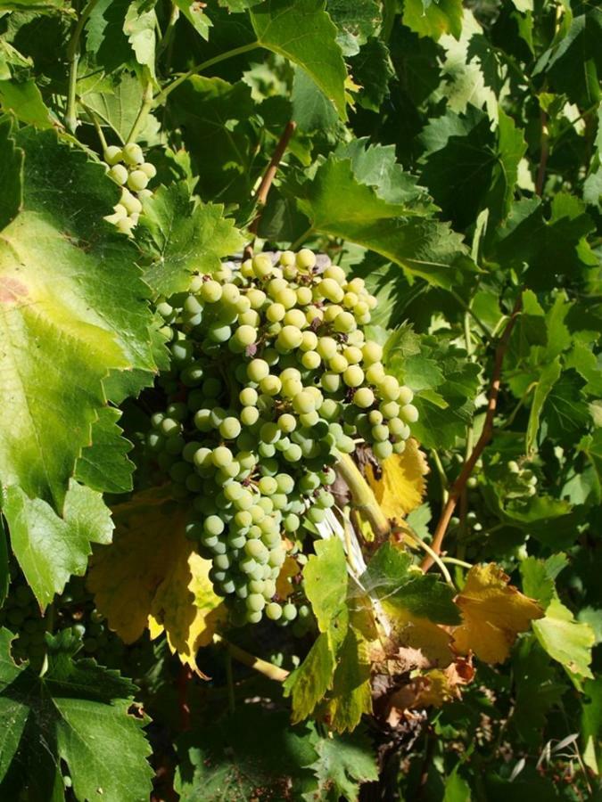 Agriturismo Gelso Castellana Sicula Eksteriør billede